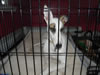 Doggie-Pictures-092